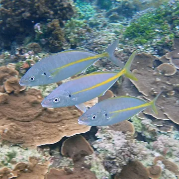 White trevally — Susan Prior / Wikimedia Commons / CC BY 4.0