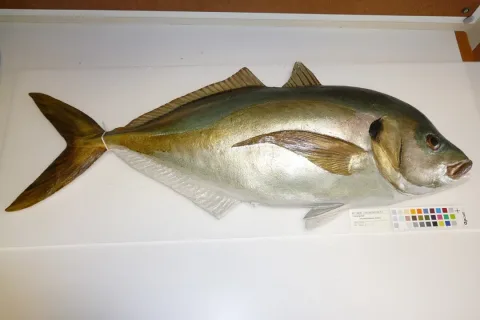 White trevally — Tom Trnski / Wikimedia Commons / CC BY 4.0
