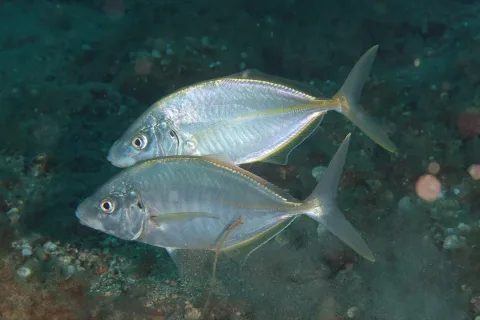White trevally — Julien Renoult / Wikimedia Commons / CC BY 4.0