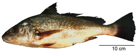 Whitemouth croaker — Secretaria de Agricultura e Abastecimento / Wikimedia Commons / CC BY 2.0
