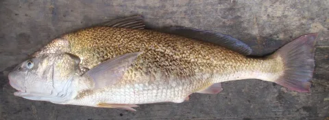 Whitemouth croaker — Cláudio D. Timm / Wikimedia Commons / CC BY 2.0