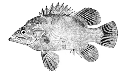 Wreckfish — Wikimedia Commons / Public domain