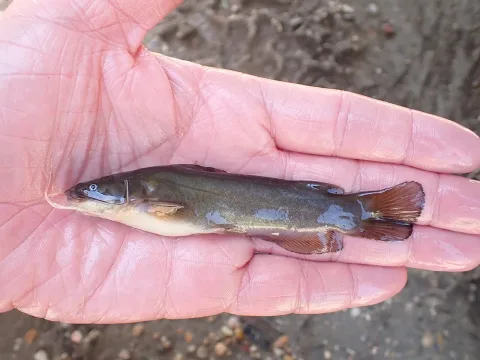 Yellow bullhead — Fishes of Texas team / Wikimedia Commons / CC BY-SA 4.0