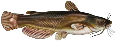 Yellow bullhead — Raver Duane, U.S. Fish and Wildlife Service / Wikimedia Commons / Public domain