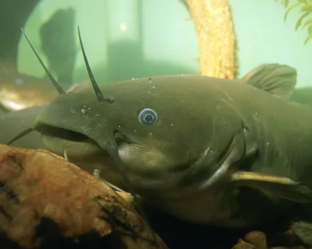 Yellow bullhead — Eric Engbretson/U.S. Fish and Wildlife Service / Wikimedia Commons / Public domain