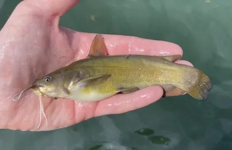 Yellow bullhead — Nick Loveland / Wikimedia Commons / CC0