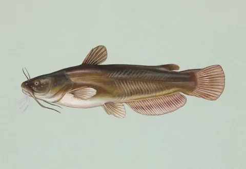 Yellow bullhead — Raver Duane, U.S. Fish and Wildlife Service / Wikimedia Commons / Public domain