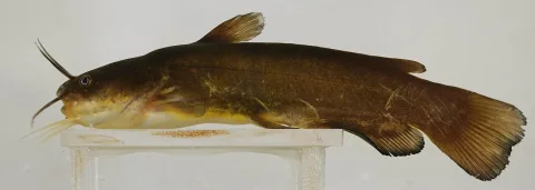 Yellow bullhead — Smithsonian Environmental Research Center / Wikimedia Commons / CC BY 2.0