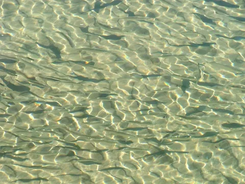 Yellow-eye mullet — Tim Binns from Tomahawk, Australia / Wikimedia Commons / CC BY-SA 2.0