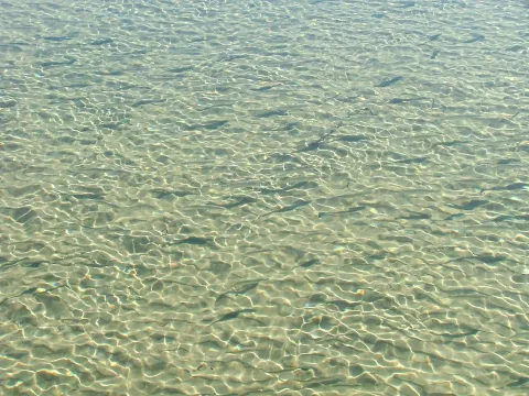 Yellow-eye mullet — Tim Binns from Tomahawk, Australia / Wikimedia Commons / CC BY-SA 2.0
