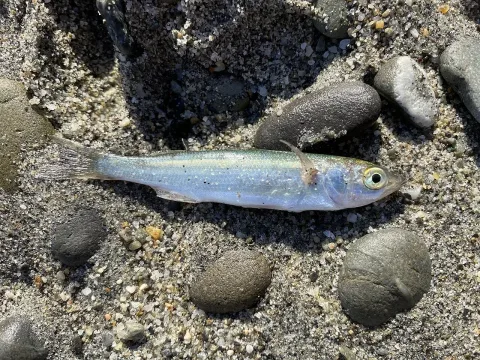 Yellow-eye mullet — Chris / Wikimedia Commons / CC0