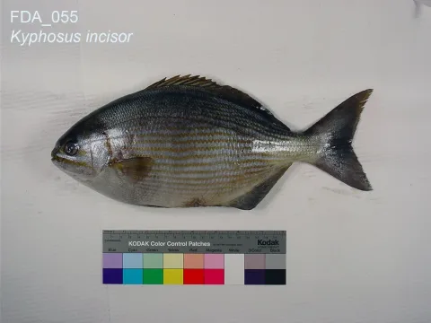 Yellow sea chub — The U.S. Food and Drug Administration / Wikimedia Commons / Public domain