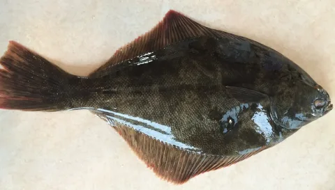 Yellowbelly flounder — Lisa Bennett / Wikimedia Commons / CC BY 4.0