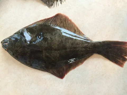 Yellowbelly flounder — Lisa Bennett / Wikimedia Commons / CC BY 4.0