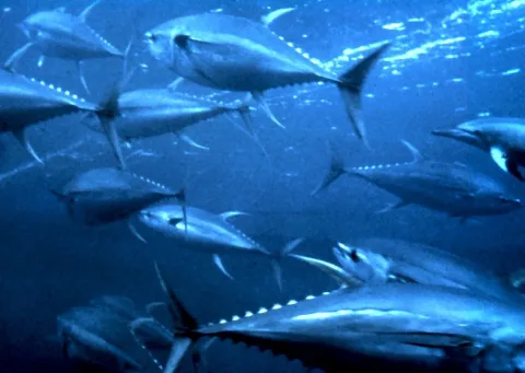 Yellowfin tuna — OAR/National Undersea Research Program (NURP) / Wikimedia Commons / Public domain