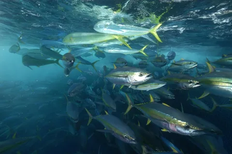 Yellowfin tuna — Marc Taquet / Wikimedia Commons / CC BY 4.0