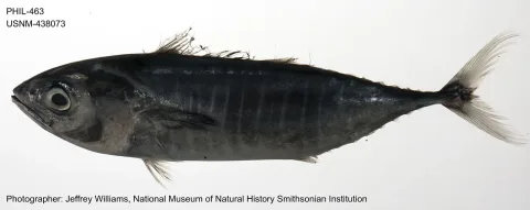 Yellowfin tuna — The U.S. Food and Drug Administration / Wikimedia Commons / Public domain