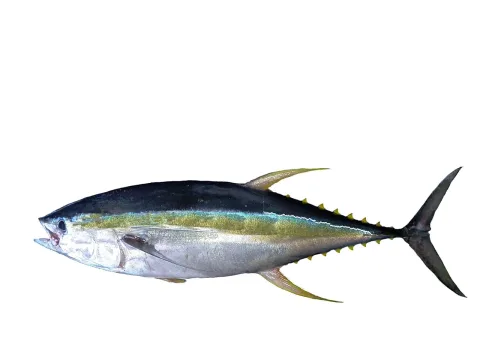Yellowfin tuna — Hugues Evano (IFREMER, Délégation océan Indien (DOI), Département Ressources Biologiques et Environnement (RBE), F-97420 / Wikimedia Commons / CC BY 4.0