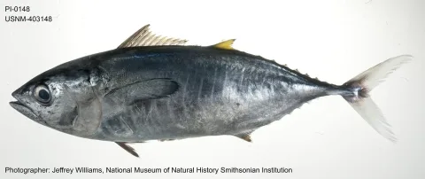 Yellowfin tuna — The U.S. Food and Drug Administration / Wikimedia Commons / Public domain