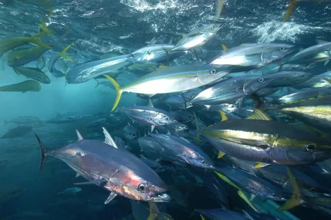 Yellowfin tuna — Marc Taquet / Wikimedia Commons / CC BY 4.0