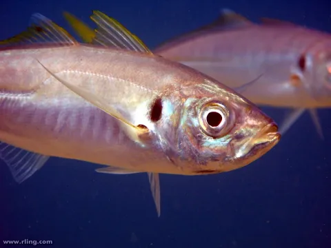 Yellowtail horse mackerel — Richard Ling from NSW, Australia / Wikimedia Commons / CC BY-SA 2.0