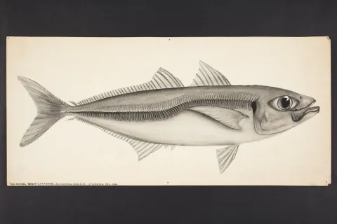 Yellowtail horse mackerel — Auckland Museum  Collections from Auckland, Aotearoa New Zealand / Wikimedia Commons / Public domain
