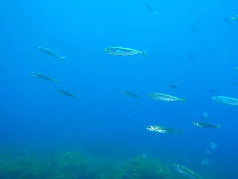 Yellowtail horse mackerel — Peter Southwood / Wikimedia Commons / CC BY-SA 3.0