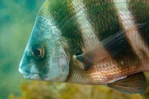 Zebra seabream — Diego Delso / Wikimedia Commons / CC BY-SA 4.0