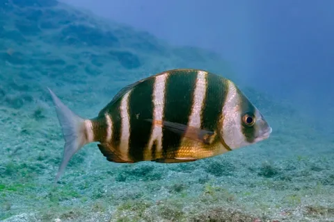 Zebra seabream — Diego Delso / Wikimedia Commons / CC BY-SA 4.0