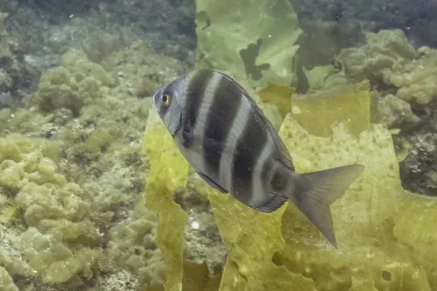 Zebra seabream — Diego Delso / Wikimedia Commons / CC BY-SA 4.0
