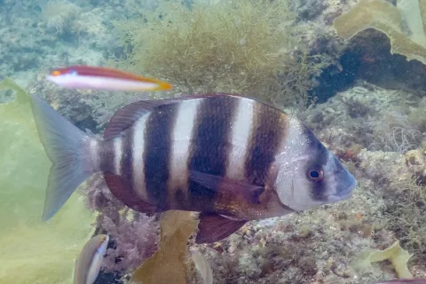 Zebra seabream — Diego Delso / Wikimedia Commons / CC BY-SA 4.0