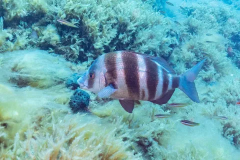 Zebra seabream — Diego Delso / Wikimedia Commons / CC BY-SA 4.0