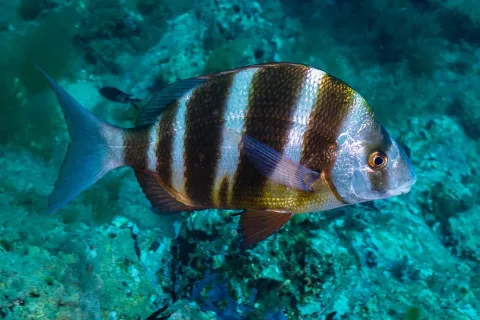 Zebra seabream — Diego Delso / Wikimedia Commons / CC BY-SA 4.0