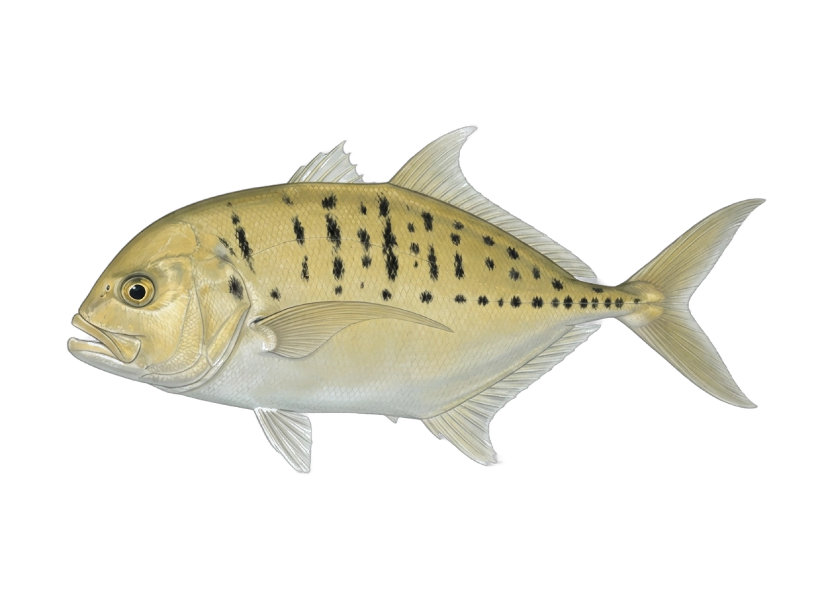 Golden trevally