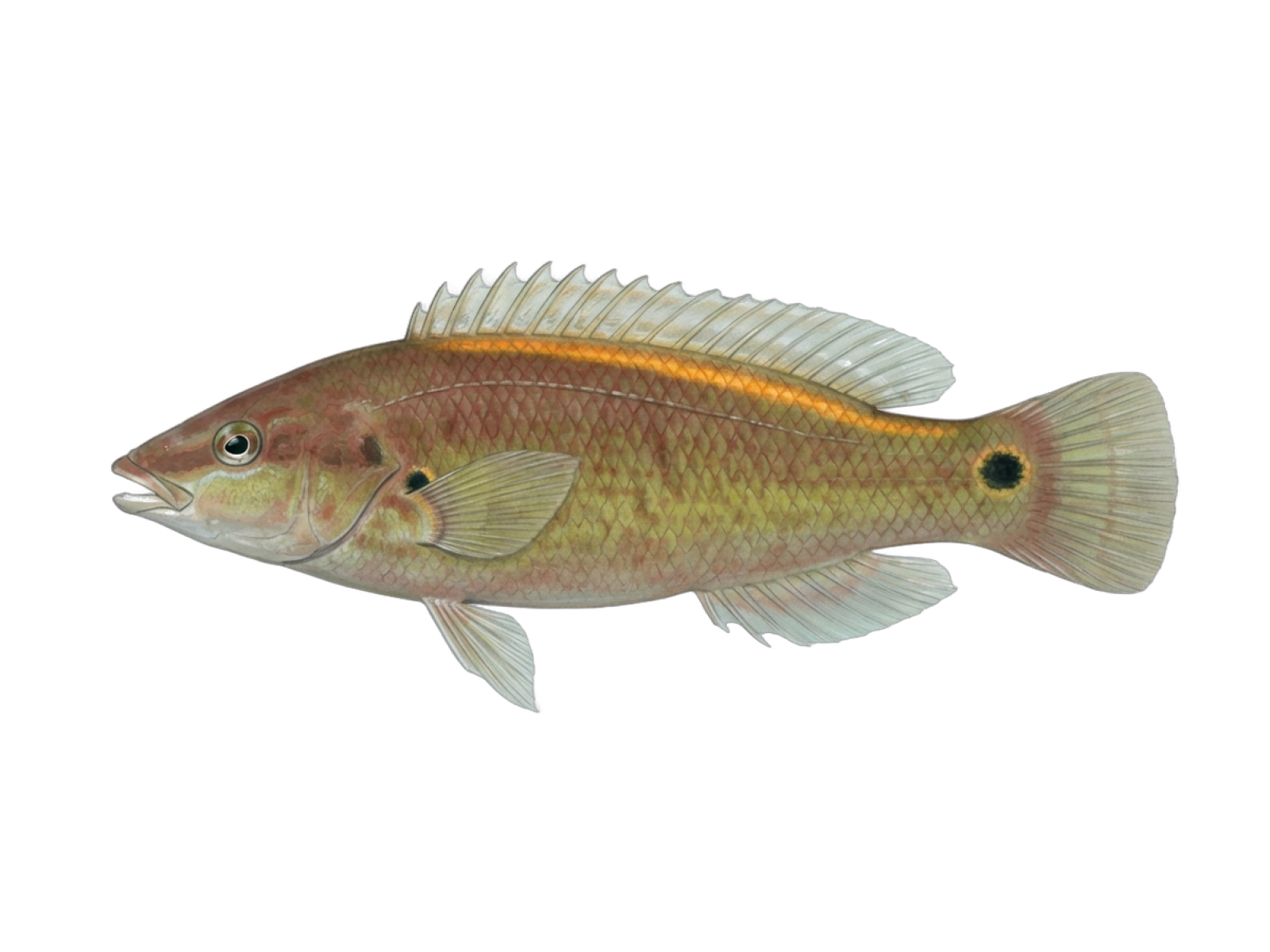 Goldsinny-wrasse