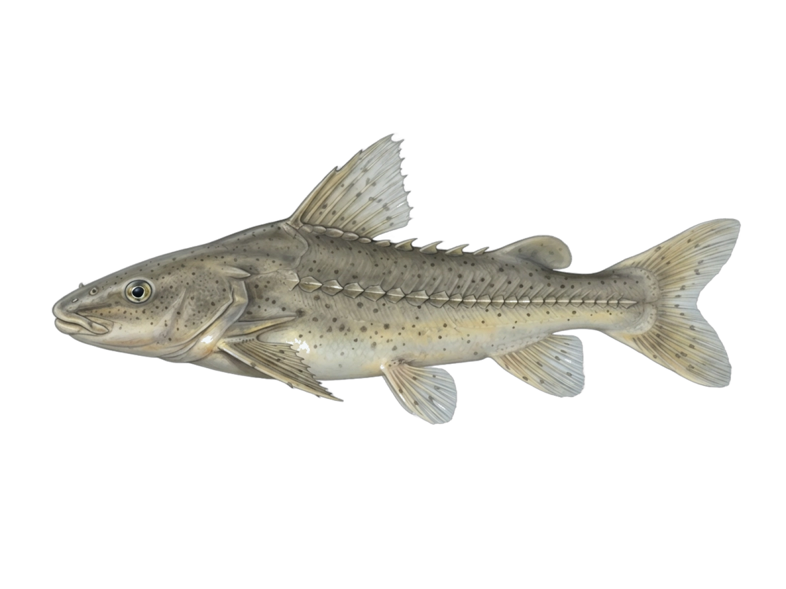 Granulated catfish
