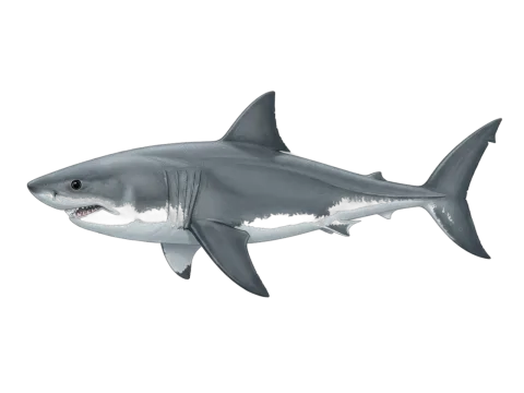 Great white shark (Carcharodon carcharias)