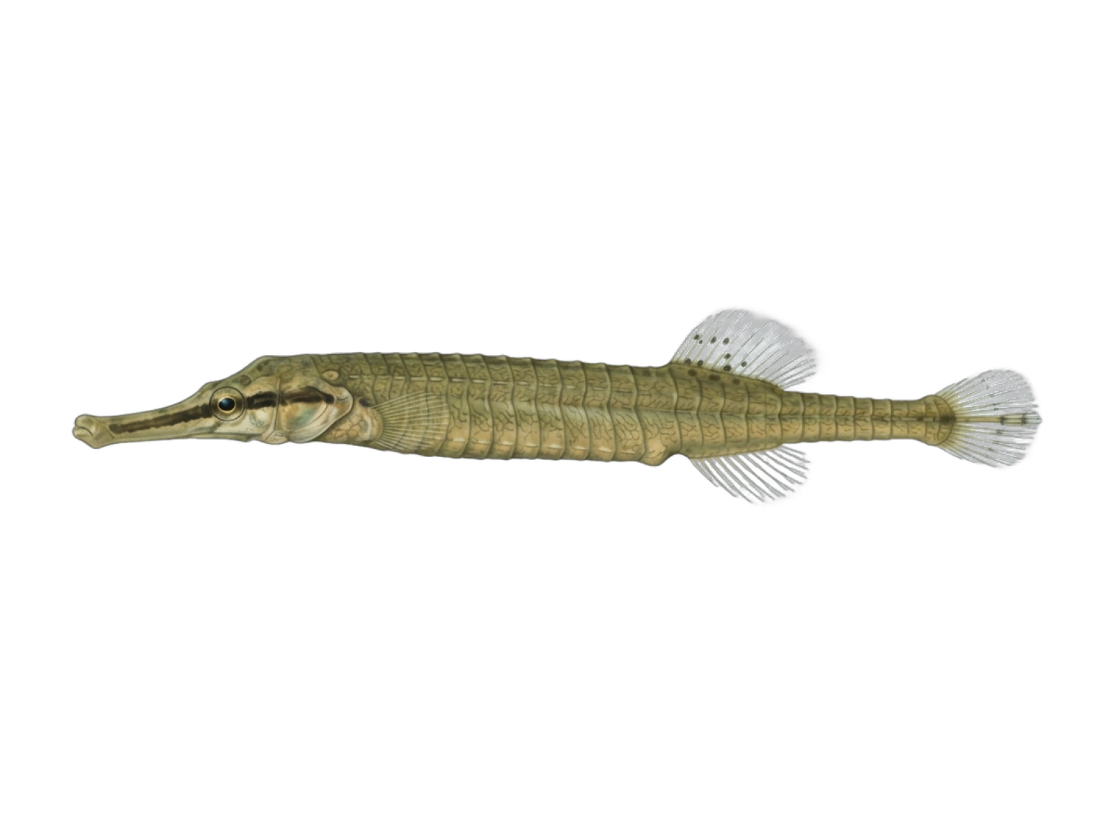 Greater pipefish