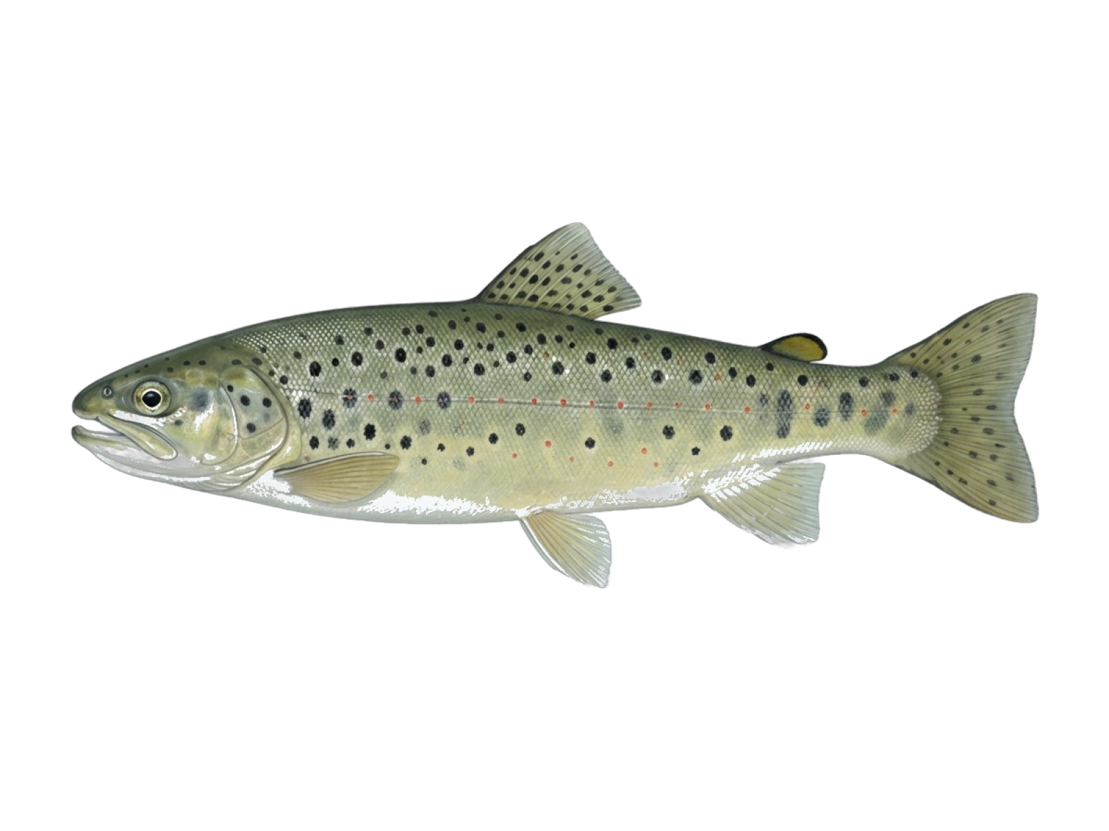 Green trout