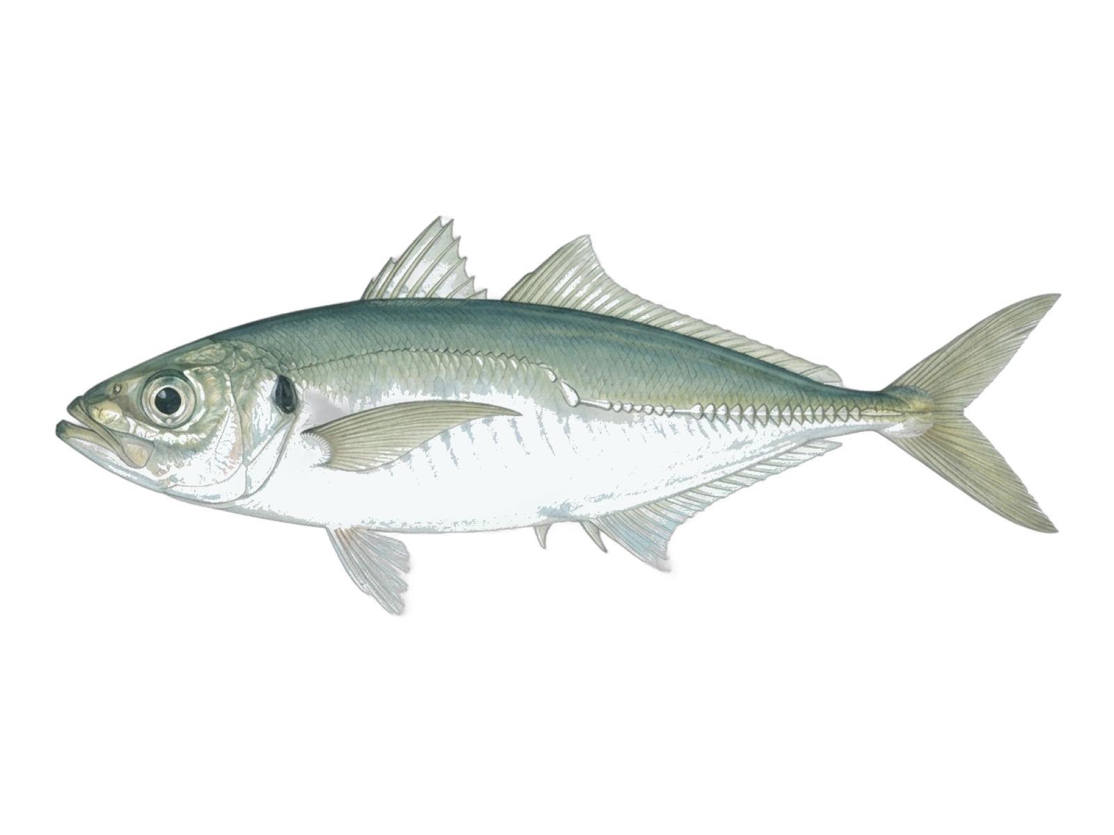 Greenback horse mackerel