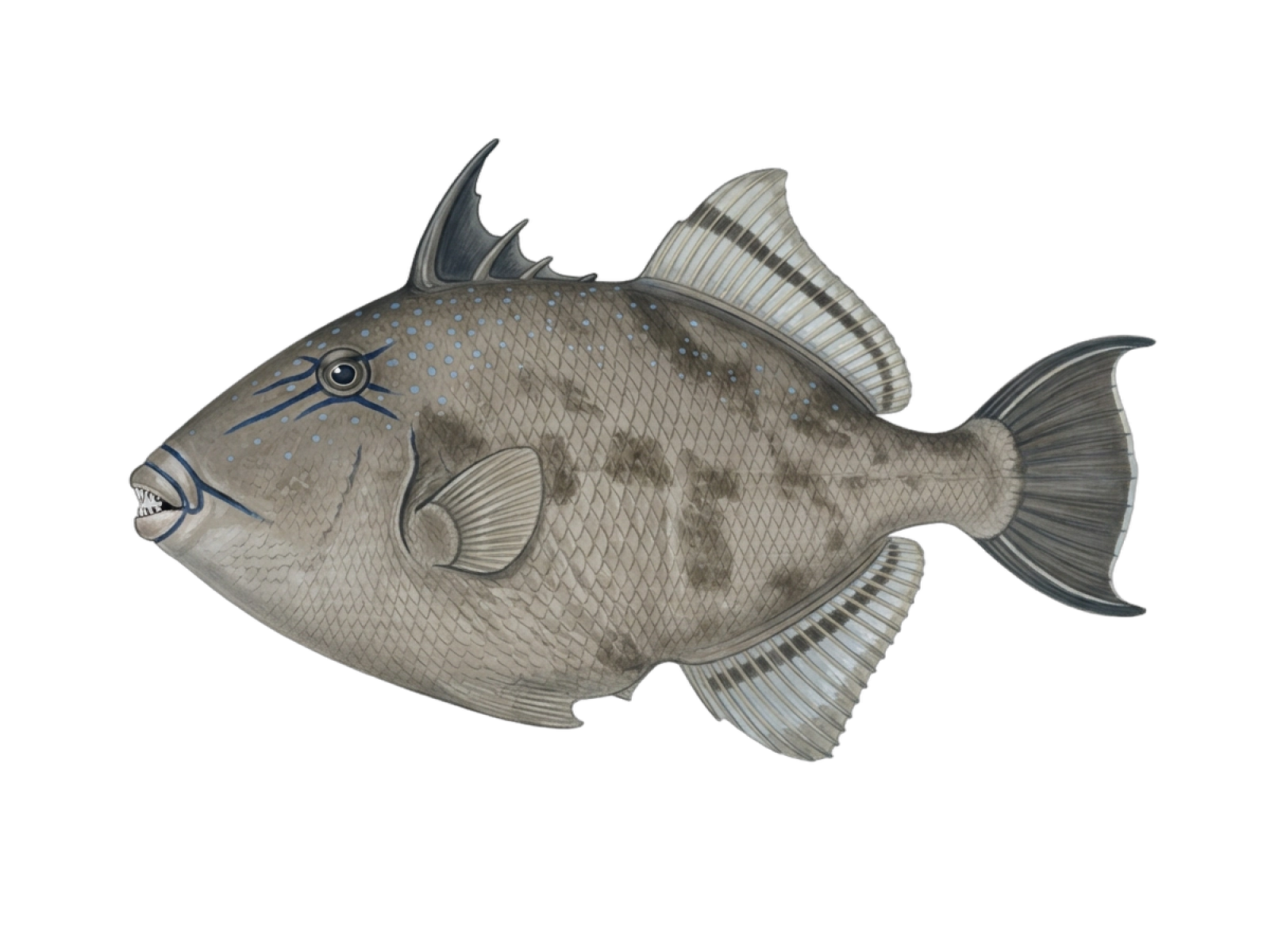 Grey triggerfish