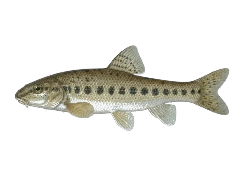 Gudgeon (Gobio gobio)