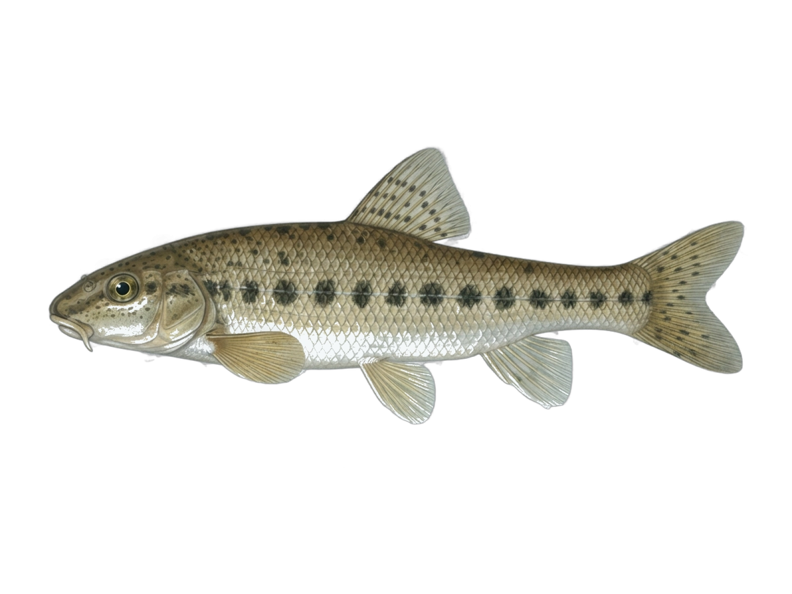Gudgeon