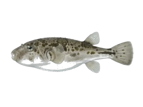 Guinean puffer (Sphoeroides marmoratus)