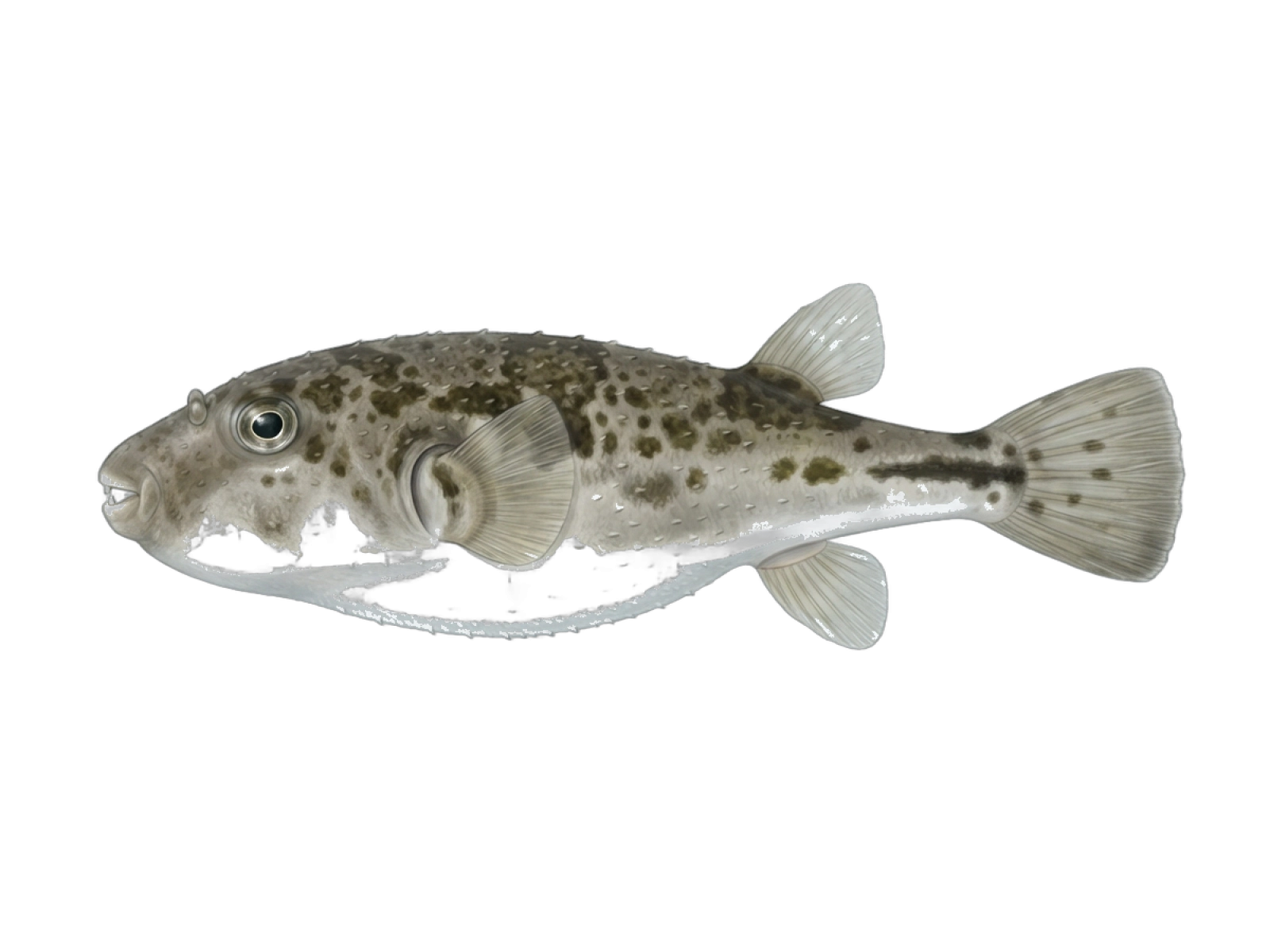 Guinean puffer