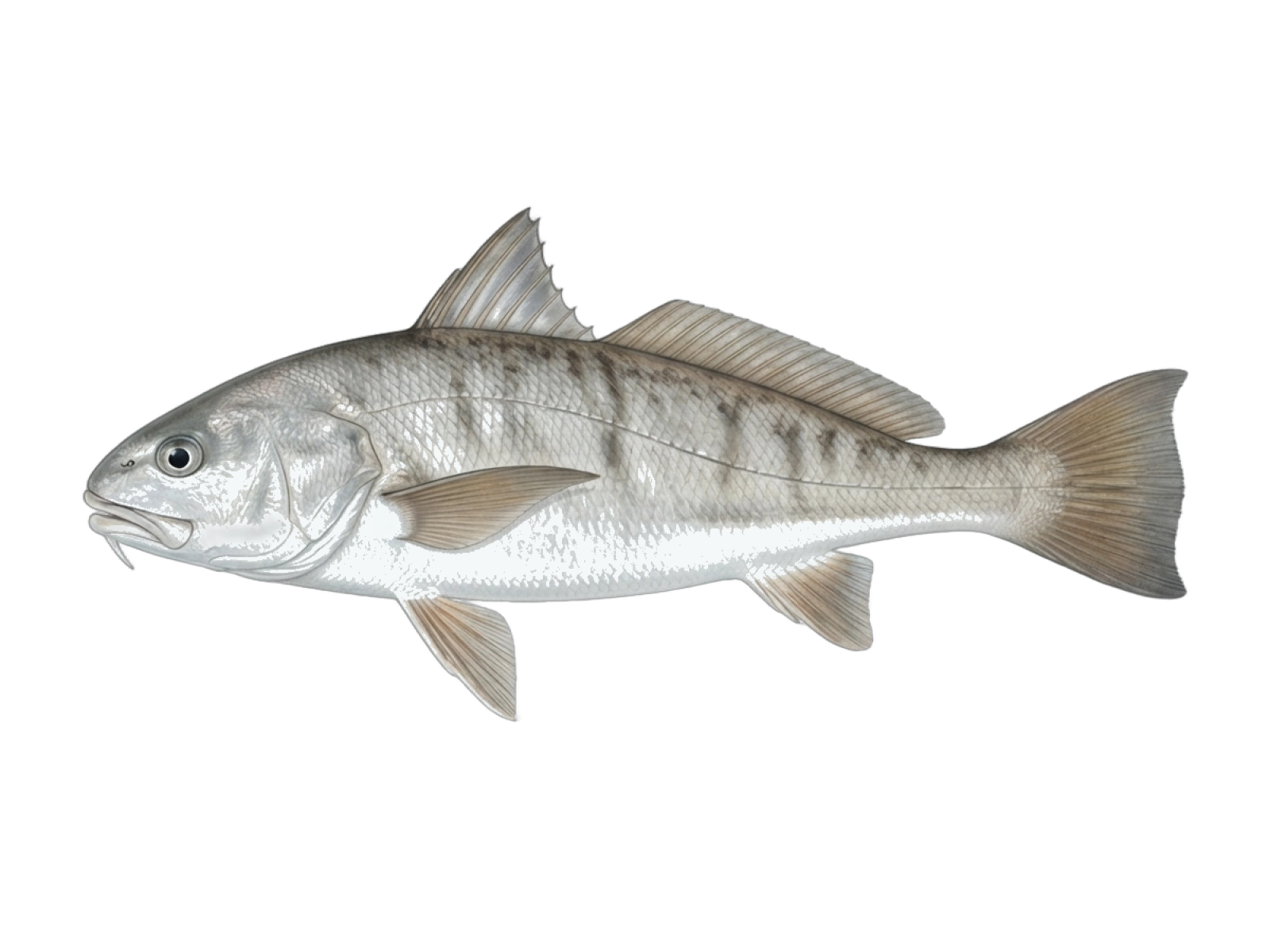 Gulf kingcroaker