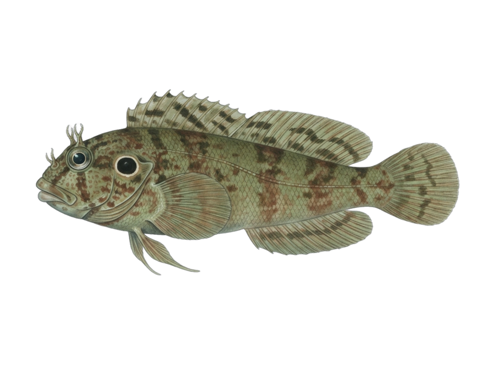 Hairy blenny