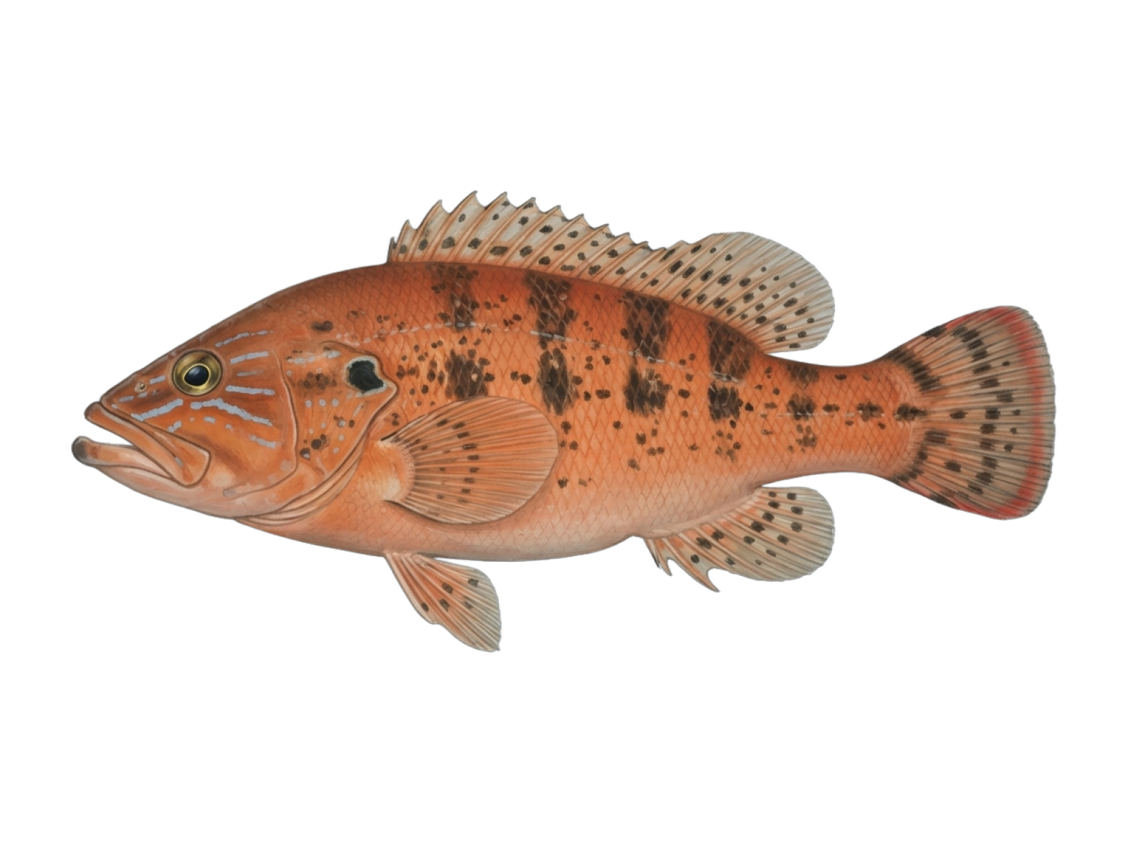 Halfbanded seaperch