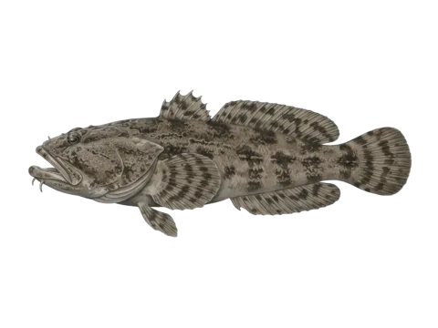 Lusitanian toadfish (Halobatrachus didactylus)