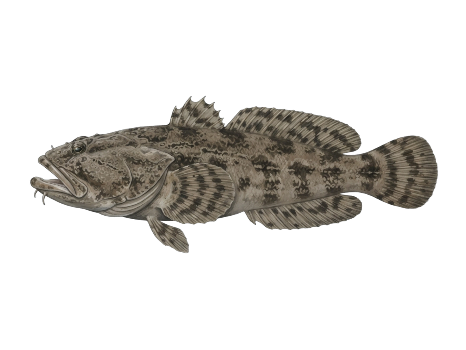 Lusitanian toadfish